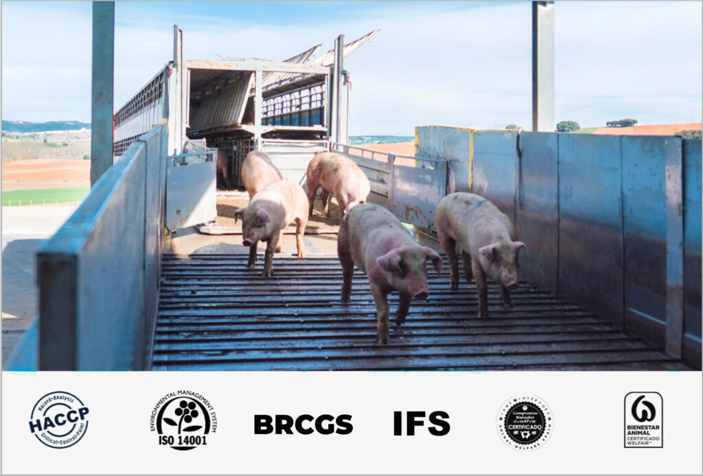 Wholesale pork meat supplier in spain