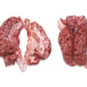 pork brain for sale