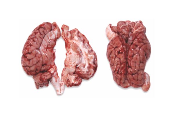 pork brain for sale