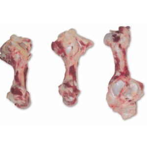 bone femur for sale