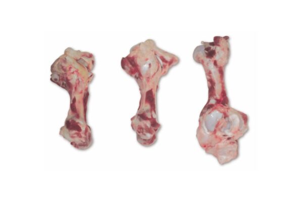 bone femur for sale